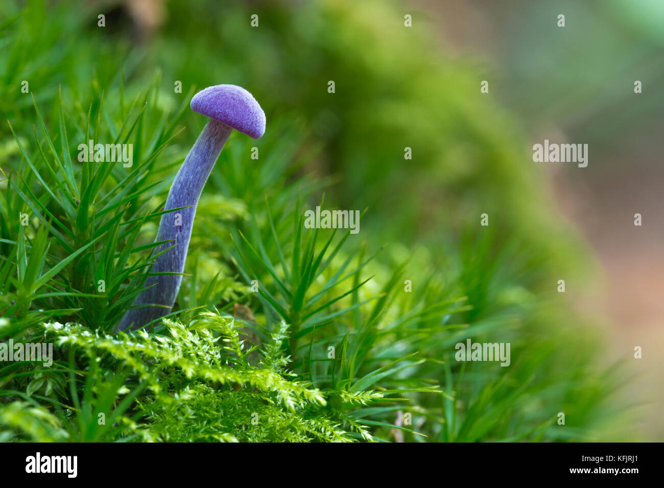 Close-up of a single purple Amethyst Deceiver (Laccaria amethystina) Stock Photo