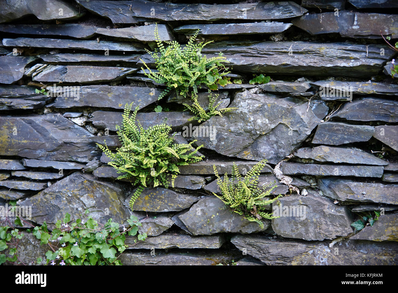 Ferns growing in a slate wall Stock Photo