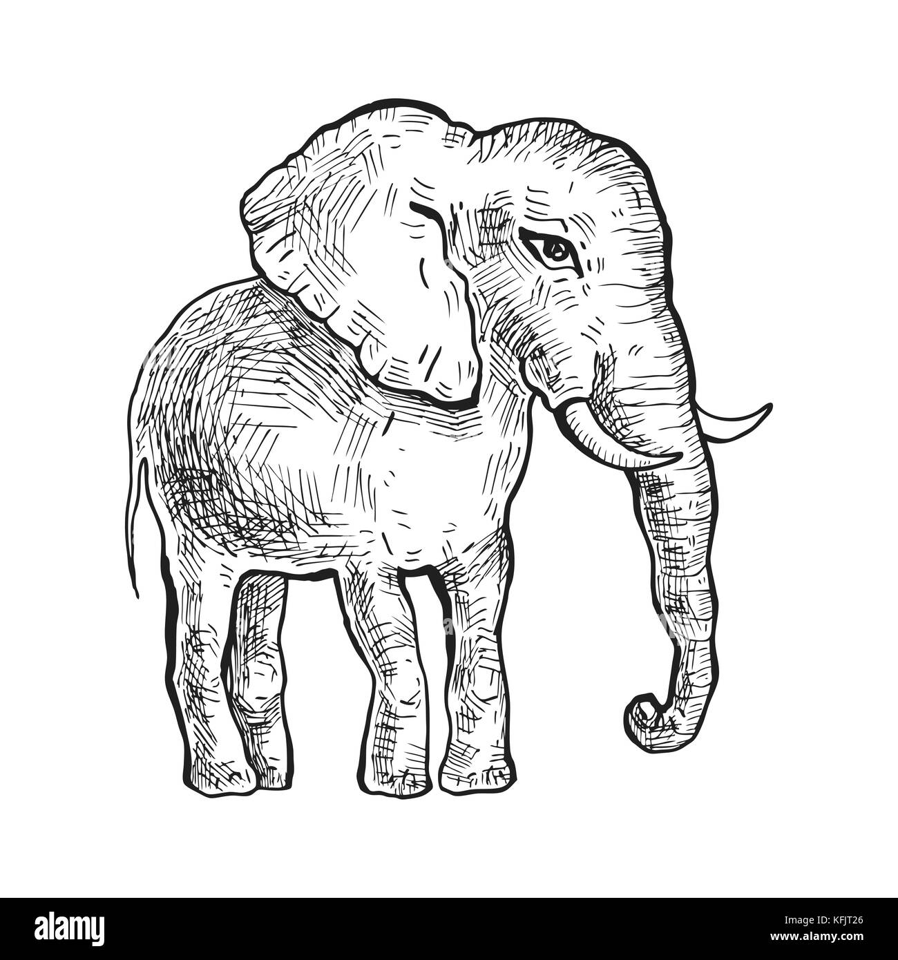 Elephant. Hand drawn Vector illustration, White background Stock Vector ...