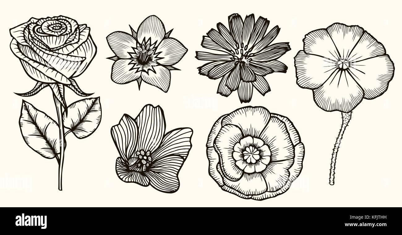 Botany Set Vintage flowers. Black and white illustration in the style of engravings. Stock Vector