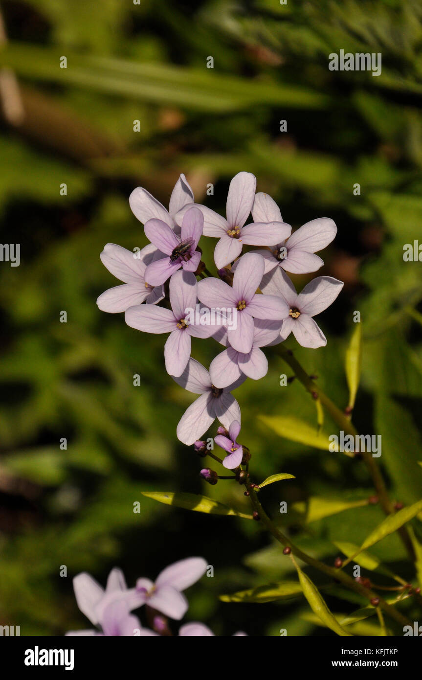Coralroot Bittercress 