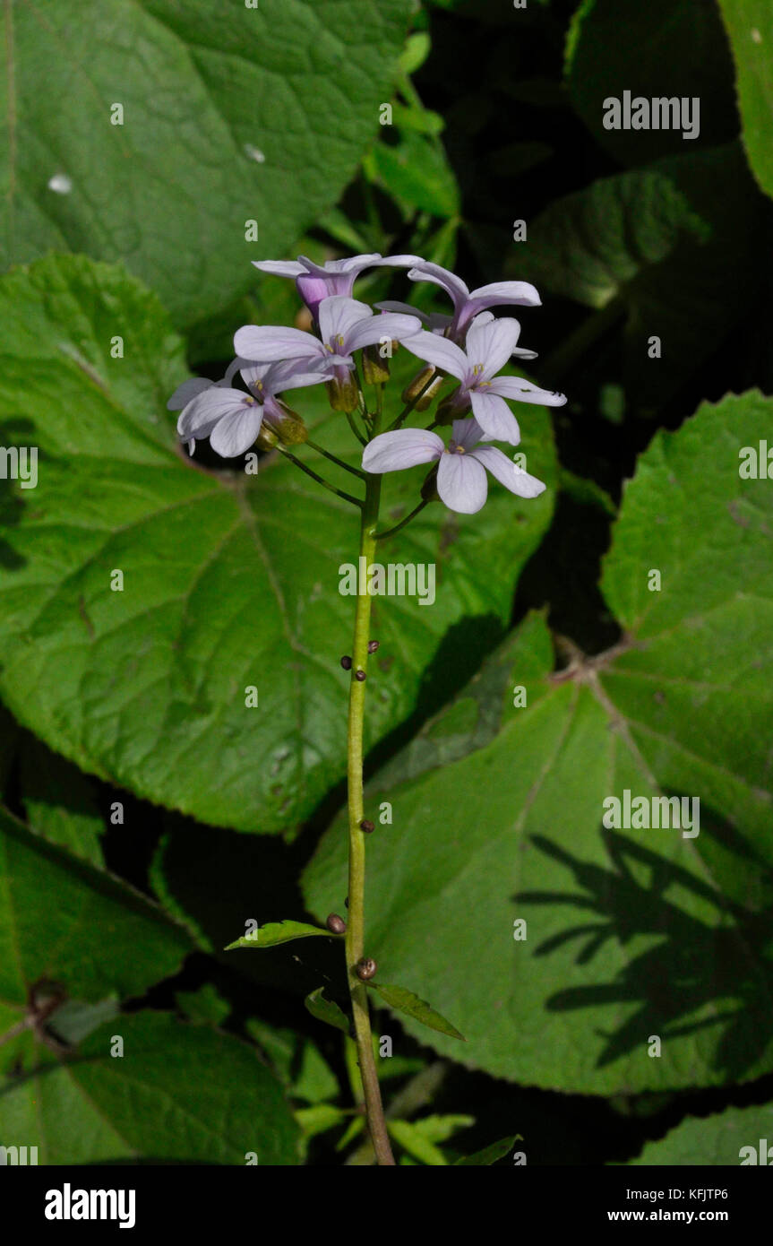 Coralroot Bittercress 'Cardamine bulbifer' Pink / lilac Flowered, Rare, purple-brown bulbils, Woodland, Calcareous soils. Somerset.UK Stock Photo