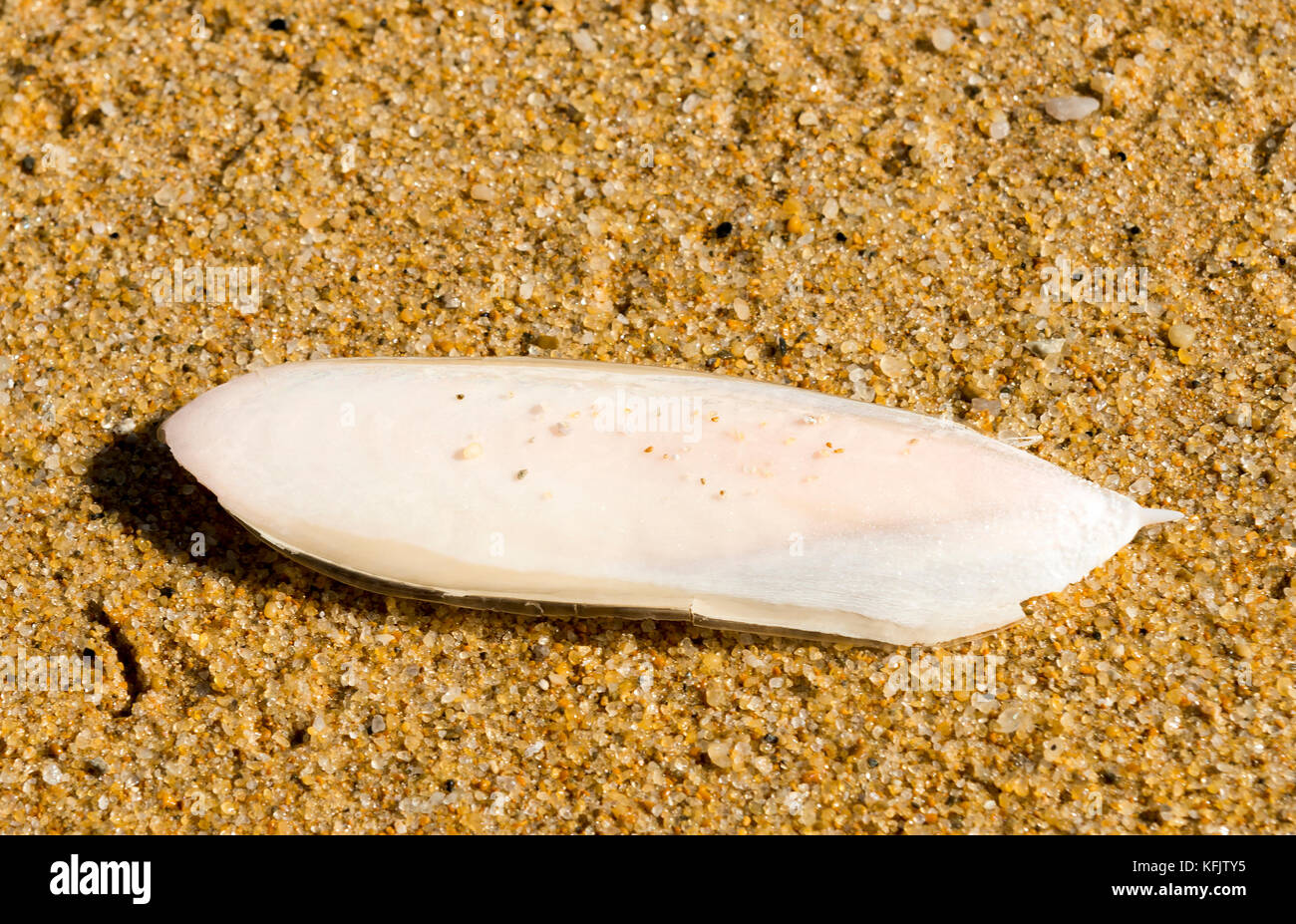 White cuttlefish on beach sand Stock Photo
