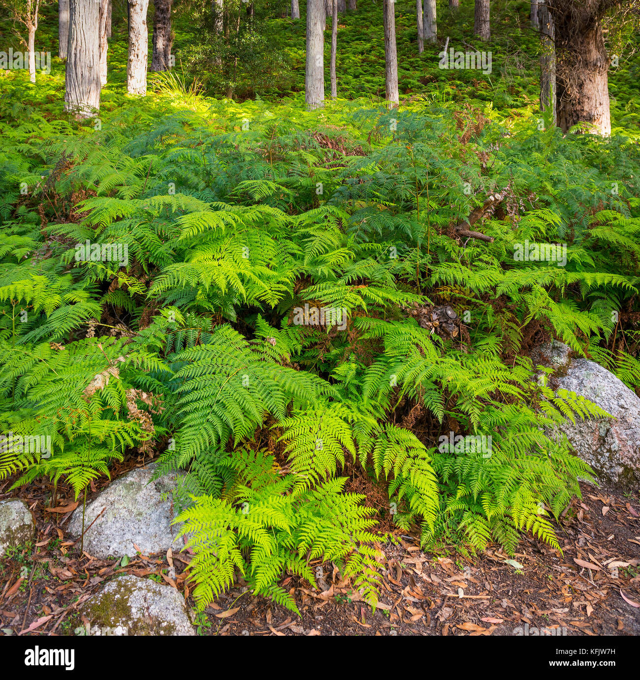 Green forest ferns in Wilsons Promontory National Park, Gippsland, Victoria, Australia Stock Photo