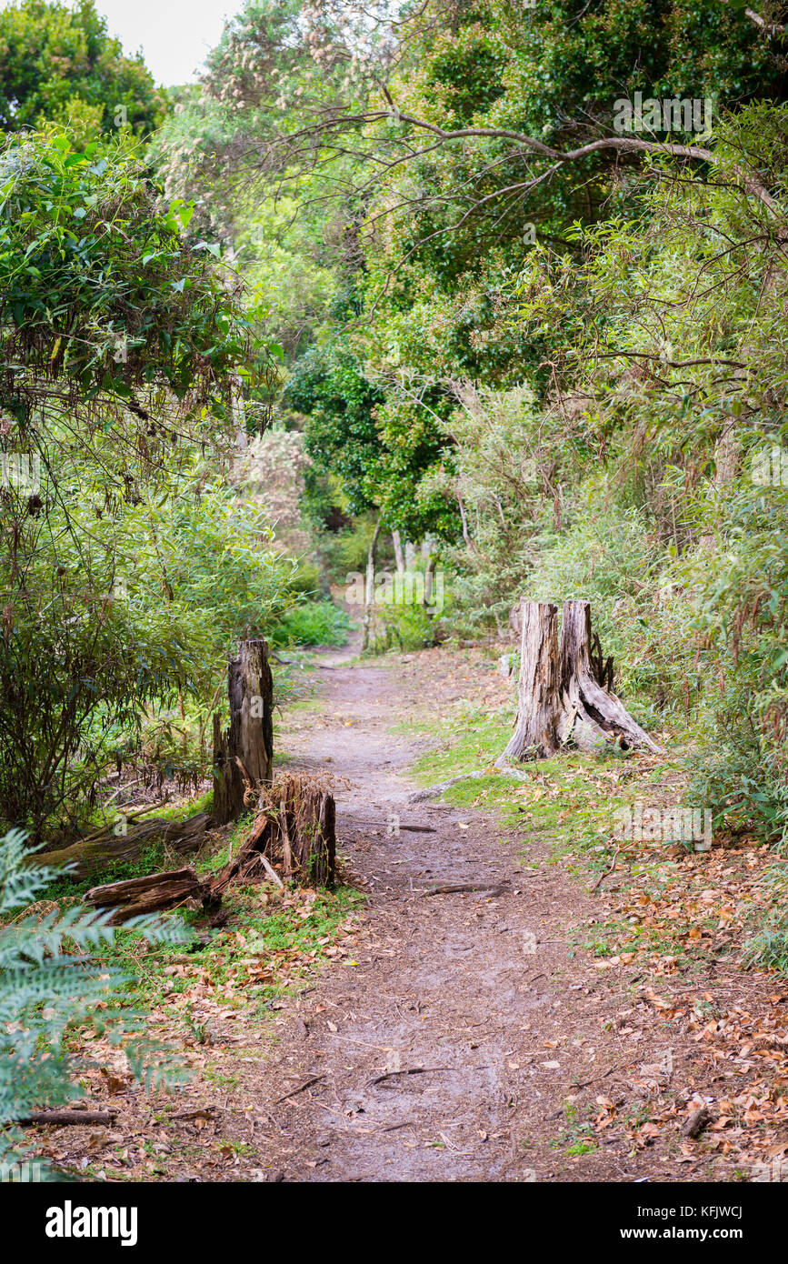 Trail through Little Waterloo Bay campsites in Wilsons Promontory, Australia Stock Photo