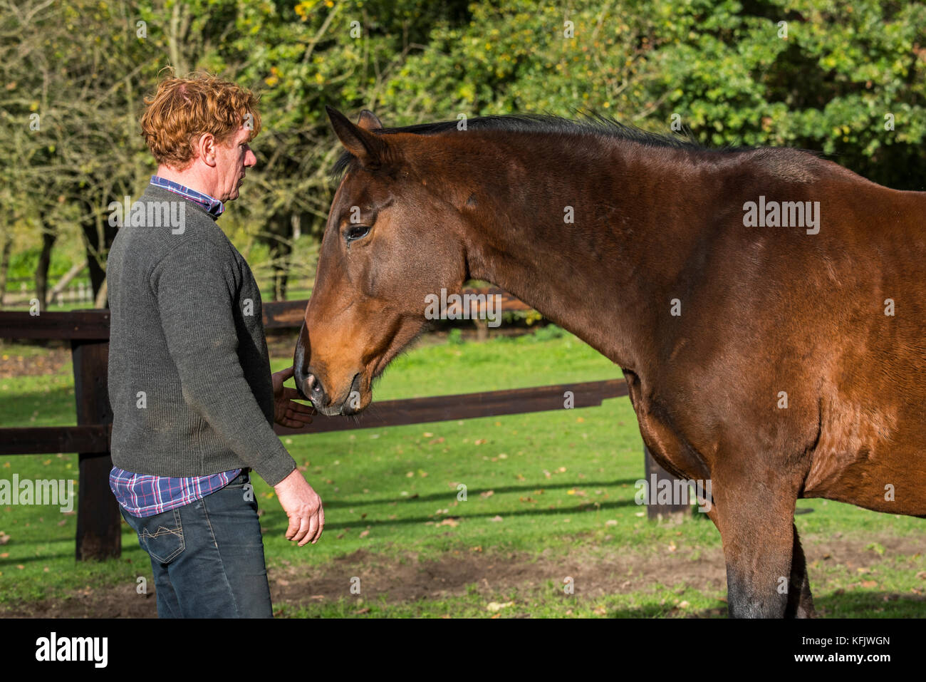 Natural horsemanship practitioner with brown Belgian Warmblood horse outdoors in field within wooden enclosure Stock Photo