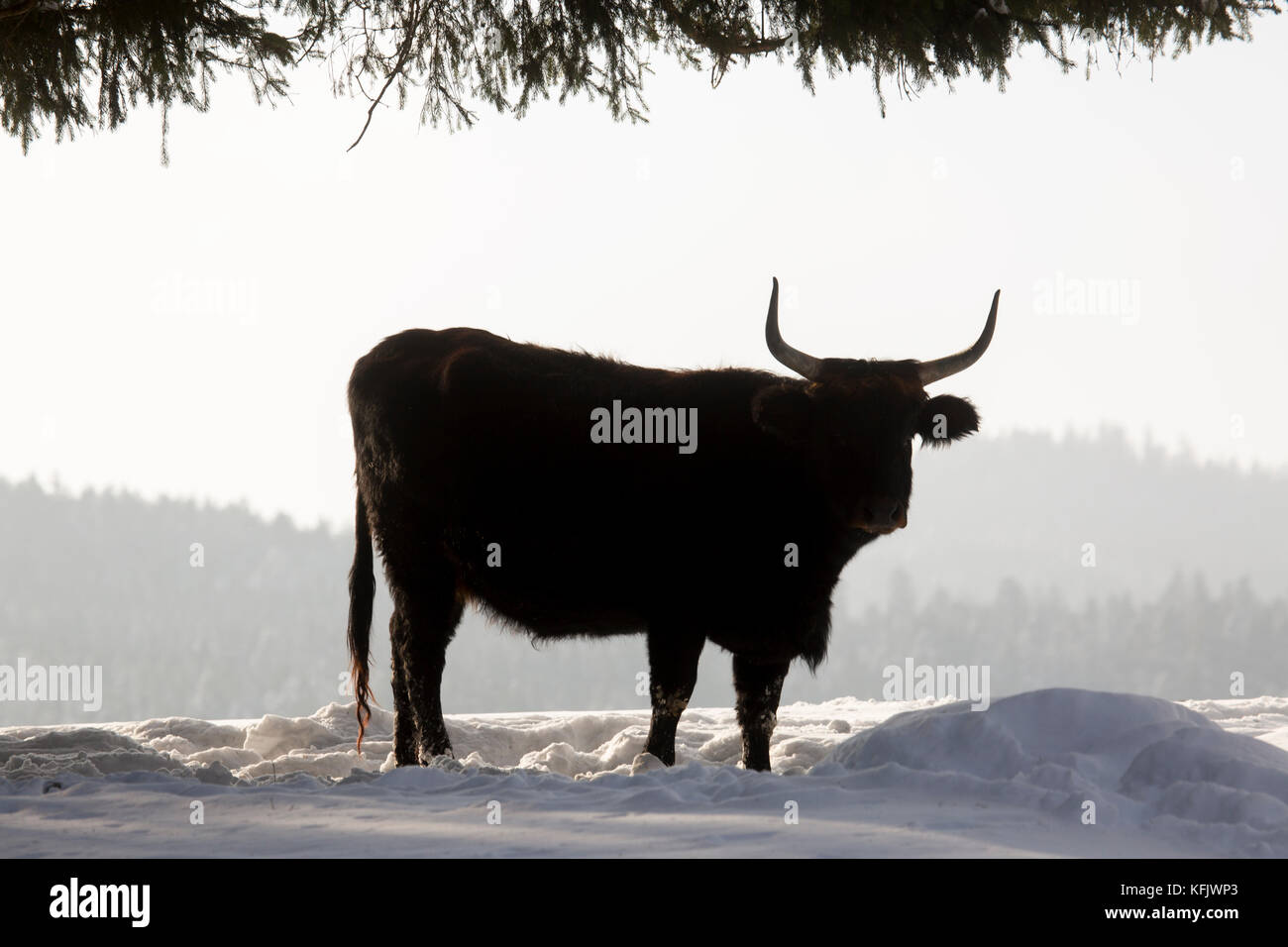 Heck cattle (Bos domesticus) bull in the snow in winter Stock Photo