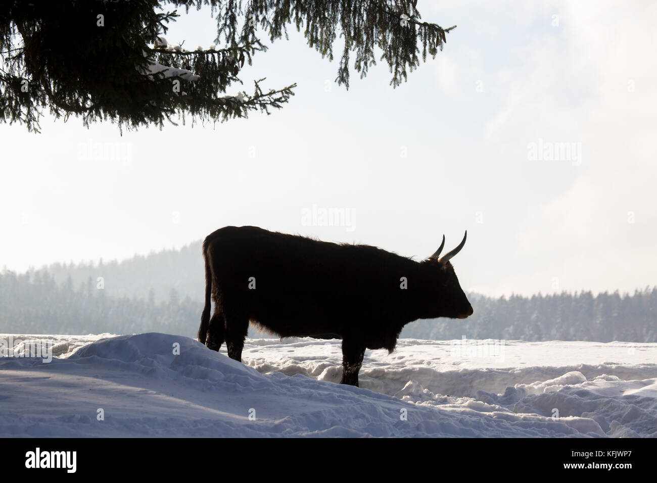 Heck cattle (Bos domesticus) bull in the snow in winter. Stock Photo