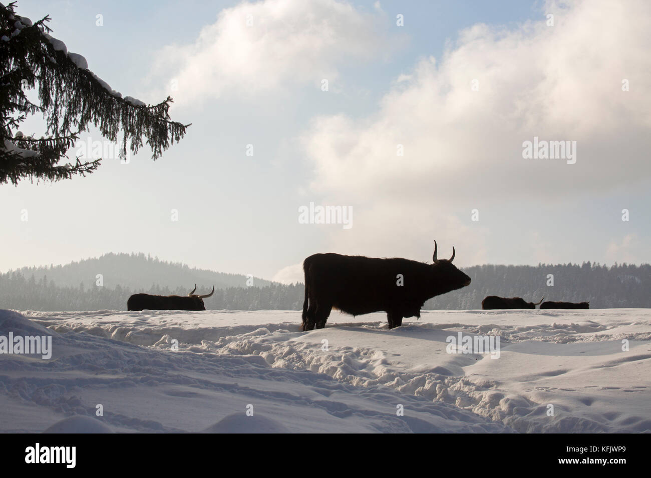 Heck cattle (Bos domesticus) bulls in the snow in winter Stock Photo