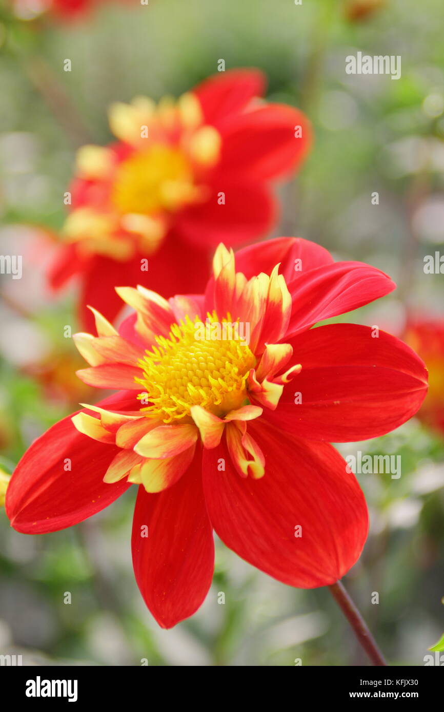 Dahlia 'Ann Breckenfelder', a collerette type dahlia, in full bloom in an English garden border in late summer Stock Photo