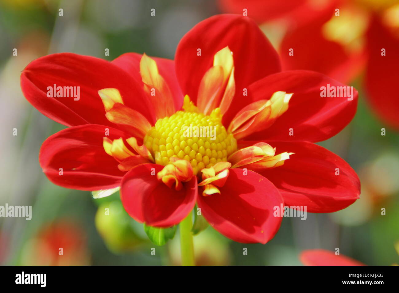 Dahlia 'Ann Breckenfelder', a collerette type dahlia, in full bloom in an English garden border in late summer Stock Photo