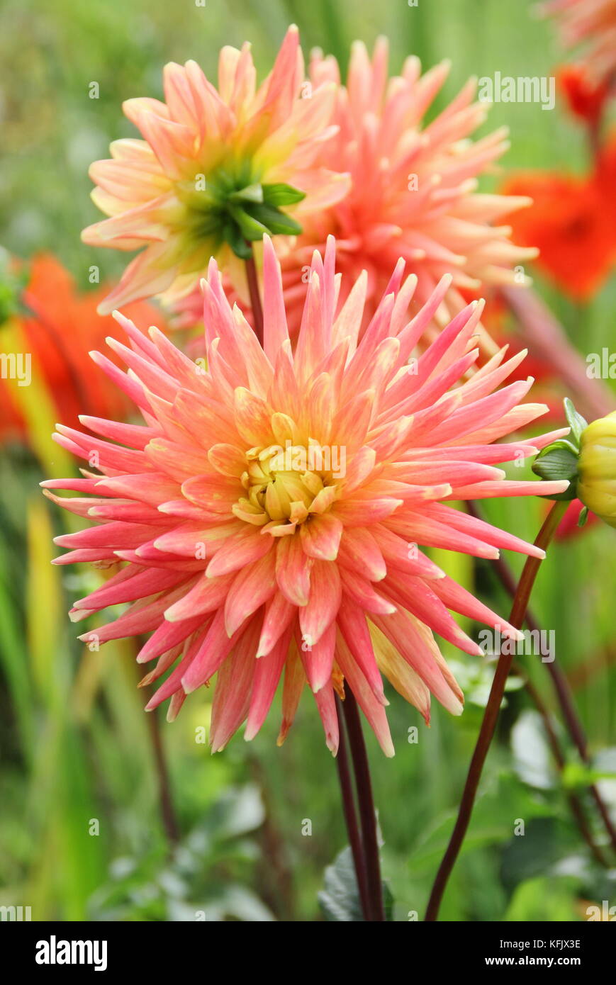 Dahlia 'Avoca Comanche' a semi-cactus type dahlia, in full bloom in an English garden border at the height of summer (August), UK Stock Photo