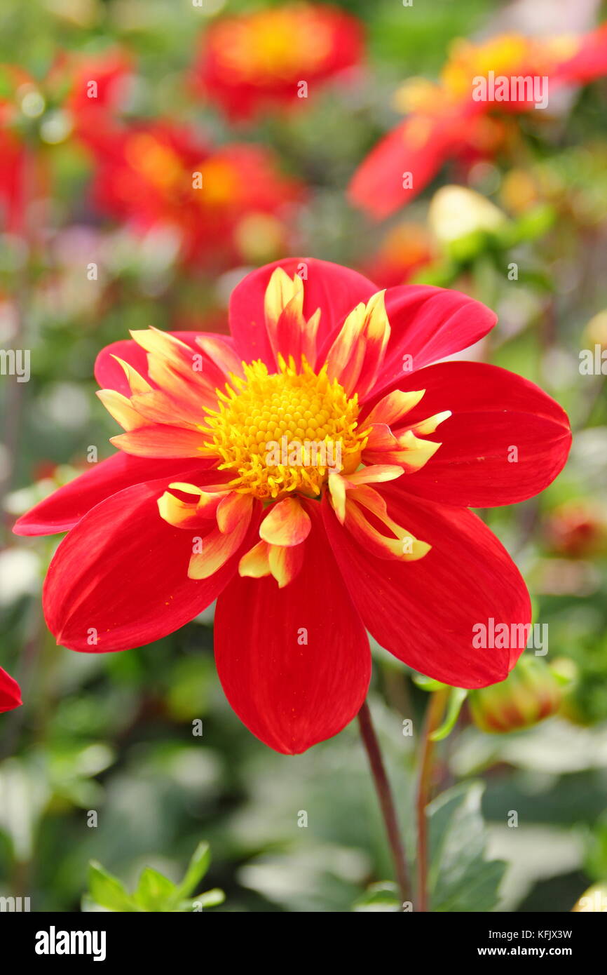 Dahlia 'Ann Breckenfelder', a collerette type dahlia, in full bloom in an English garden border in late summer Stock Photo