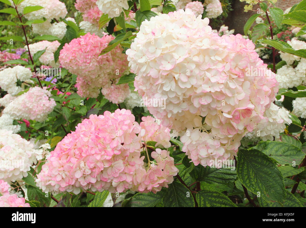 Showy blooms (panicles) of Hydrangea paniculata 'Vamille Fraise' displaying pink colouring in an English garden border in summer (August), UK Stock Photo