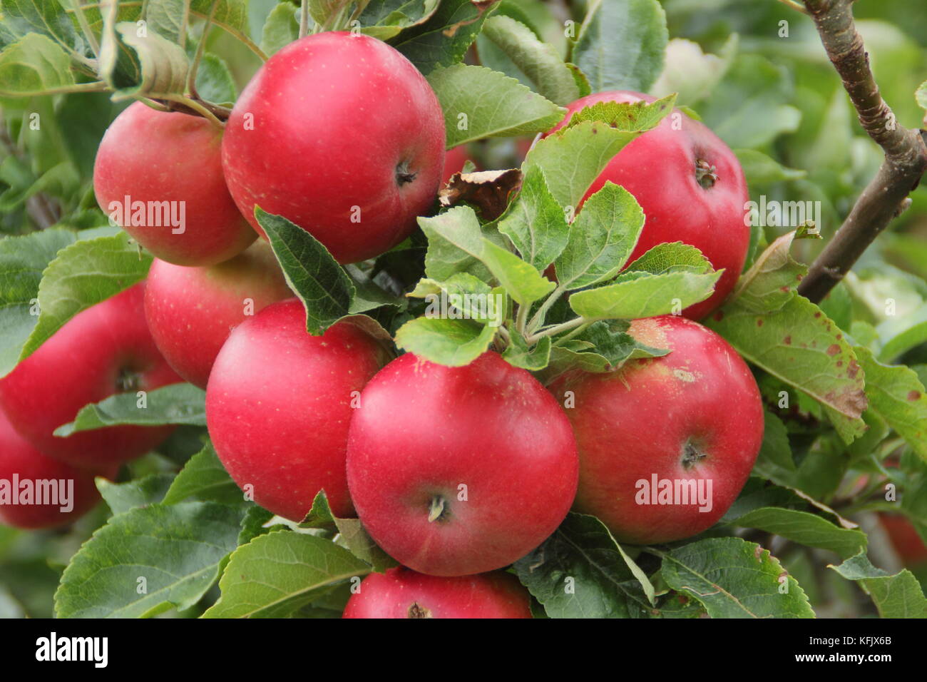 Malus domestica 'Discovery' apples, an early season dessert fruit, approaching maturity in an English garden in summer (August) Stock Photo