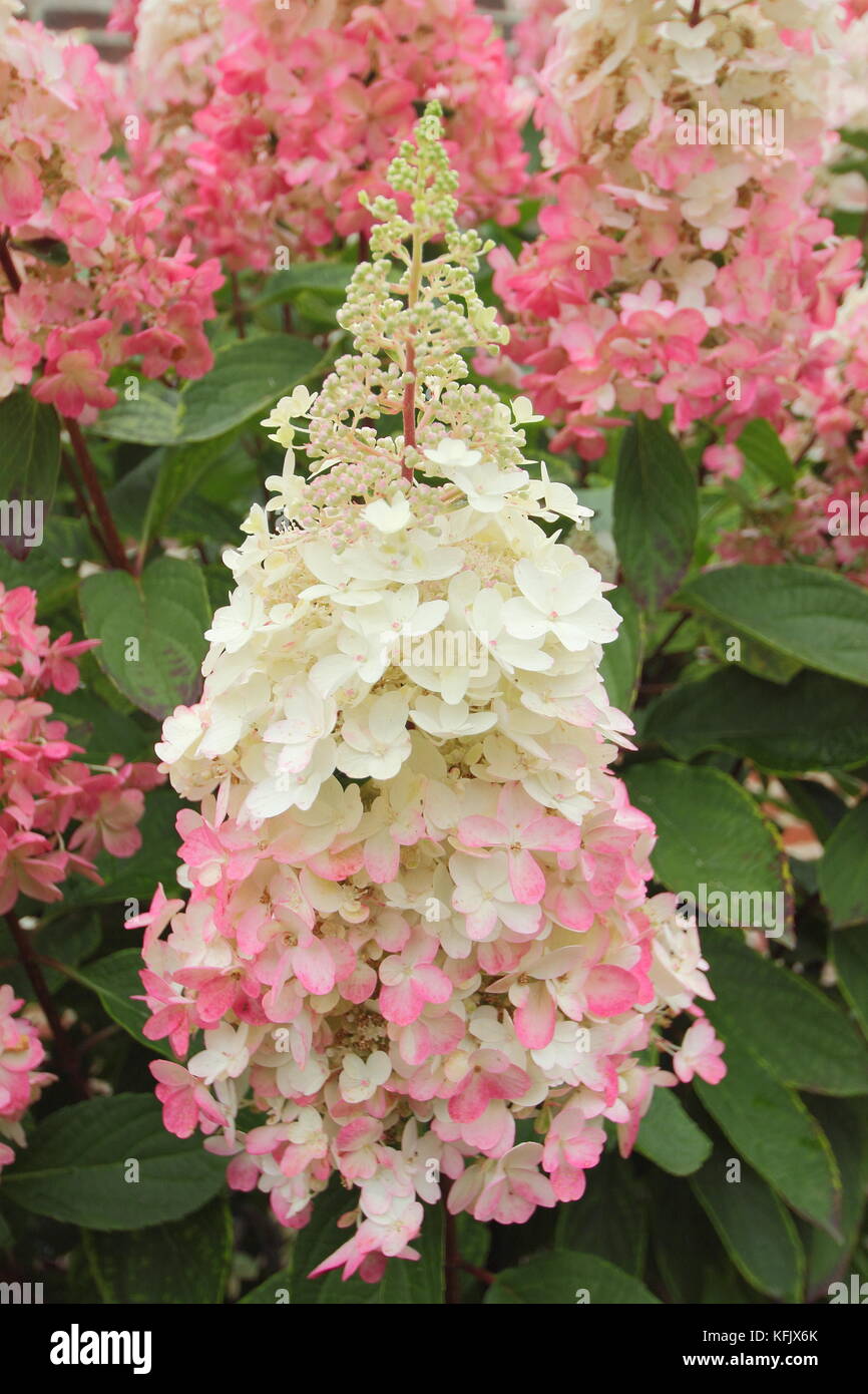 Showy cream and pink flowers (panicles) of Hydrangea paniculata 'Pinky Winky blooming in an English garden in summer (August), UK Stock Photo