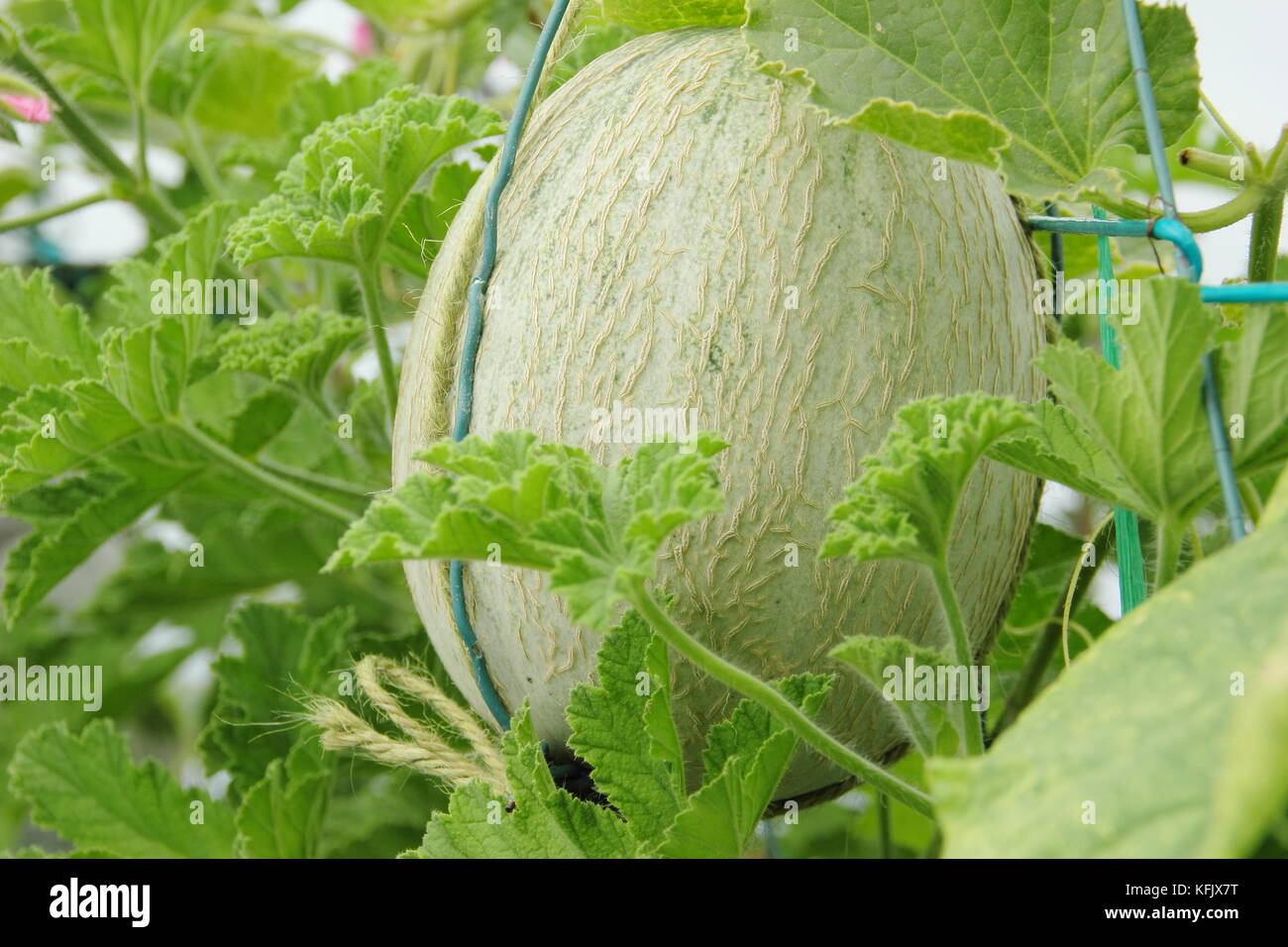 Melon growing in greenhouse hires stock photography and images Alamy