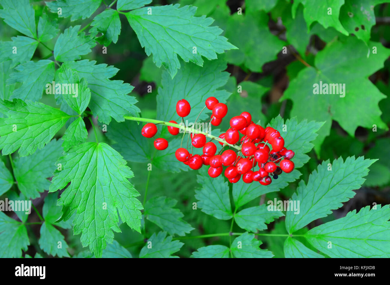 The bright red fruit of the poisonous red baneberry (Actaea rubra) growing in the Adirondack Mountains.. Stock Photo