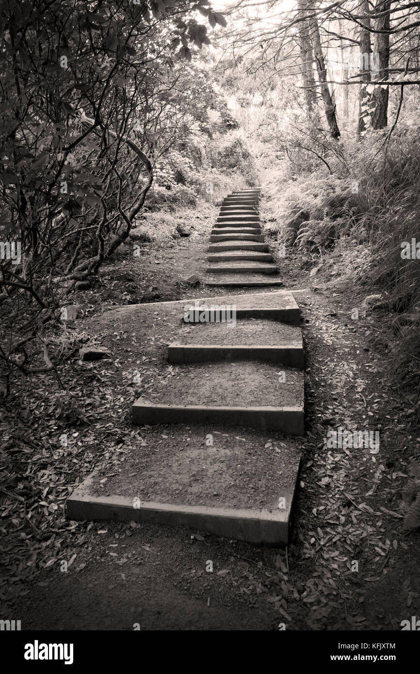 Dipsea Trail, Mount Tamalpais State Park, California Stock Photo Alamy