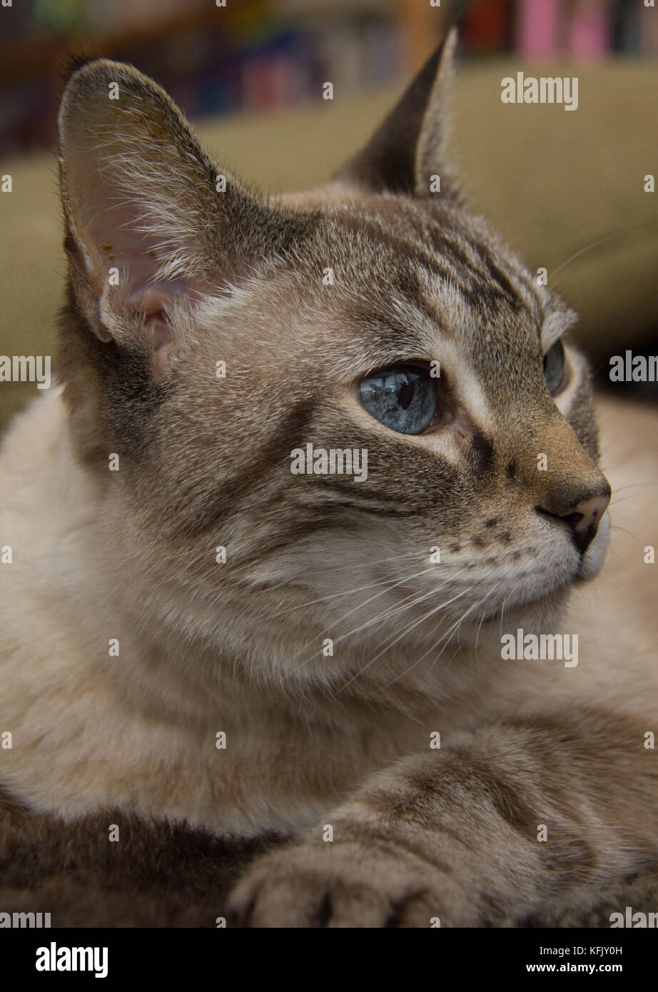 price for tabby point siamese