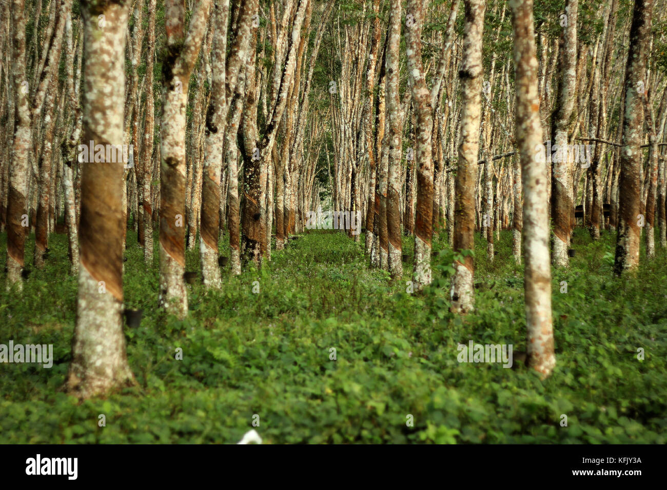 Pará rubber trees in Malaysia Stock Photo