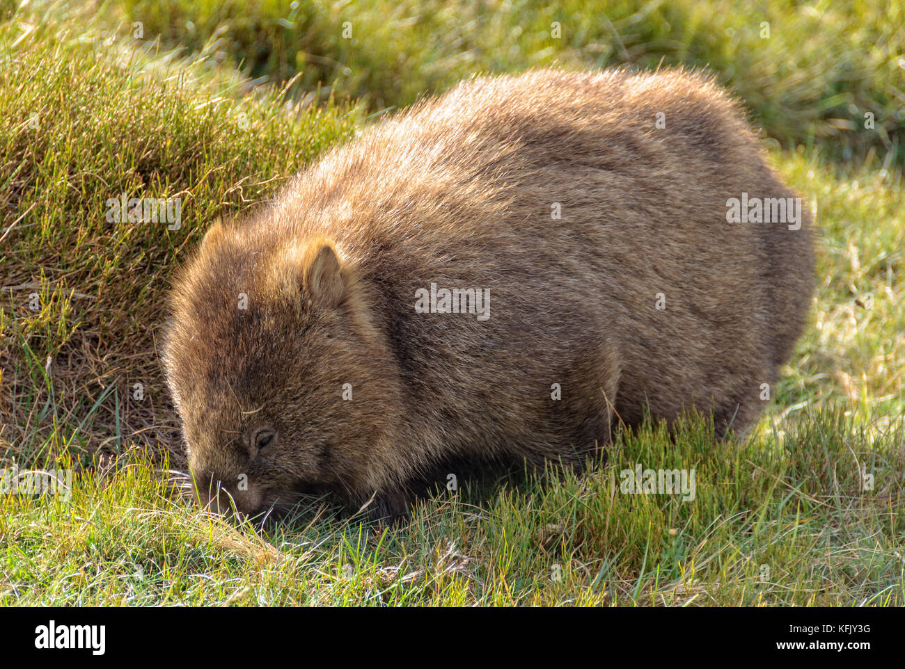 The wombat is the largest burrowing mammal - Cradle Mountain, Tasmania, Australia Stock Photo