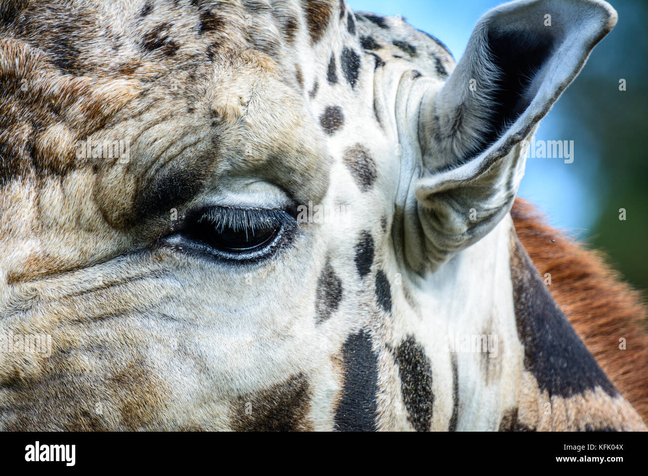 Portrait of Rothschilds giraffe (Giraffa camelopardalis rothschildi ...