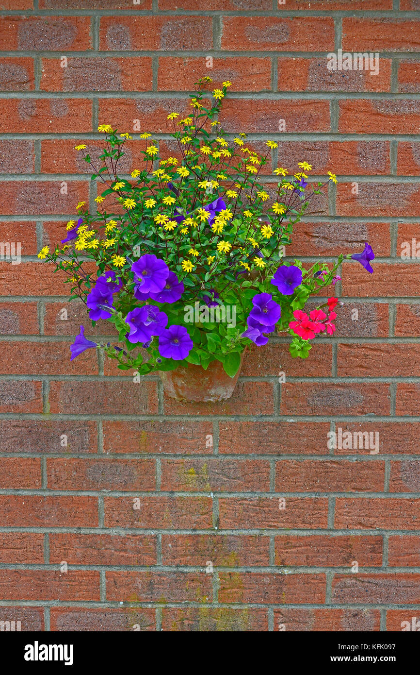 Hanging basket flowers hi-res stock photography and images - Alamy