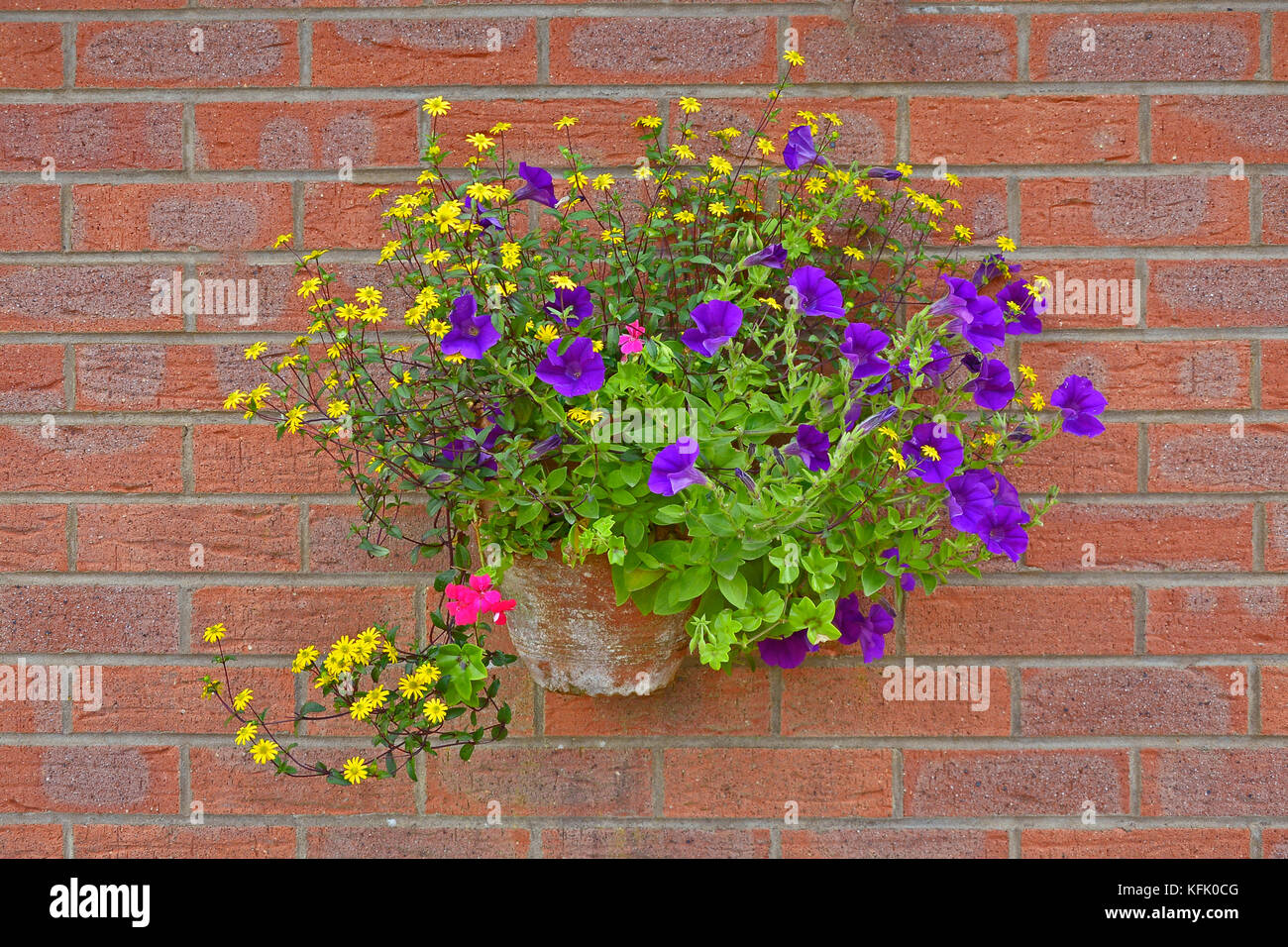 Hanging basket flowers hi-res stock photography and images - Alamy