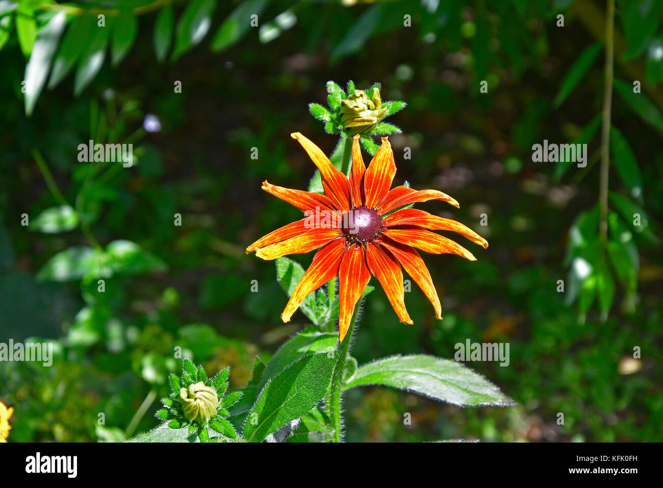 Rudbeckia fulgida 'Deamii' in a flower border Stock Photo