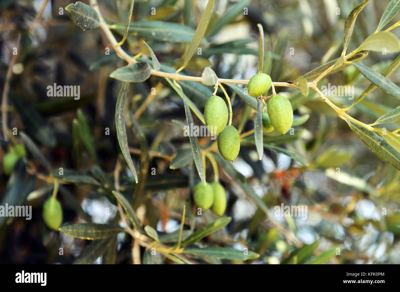 An olive plantation in Chalkidiki, Greece. Stock Photo