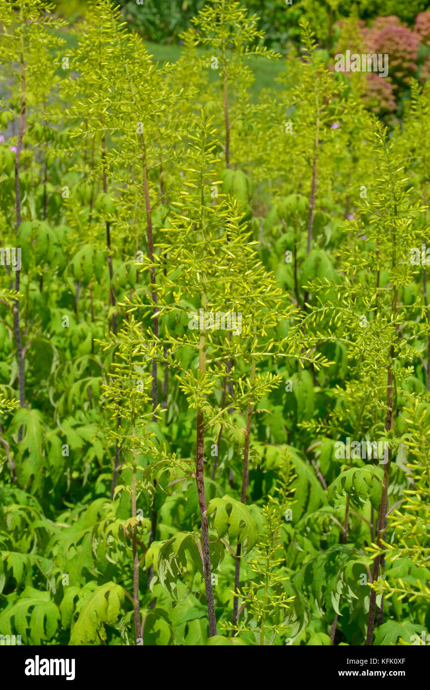 Sinacalia Tangutica or Chinese ragwort unusual garden plant Stock Photo
