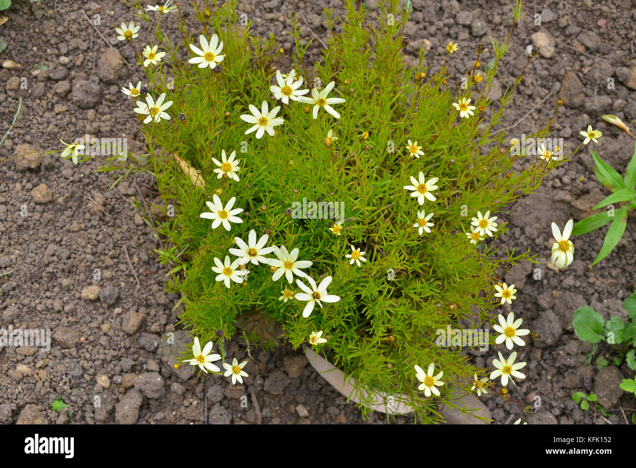 Coreopsis verticillata 'Moonbeam' giving ground cover Stock Photo