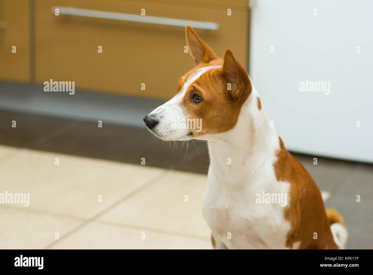 Indoor portrait of young basenji dog sitting in kitchen and waiting for ...