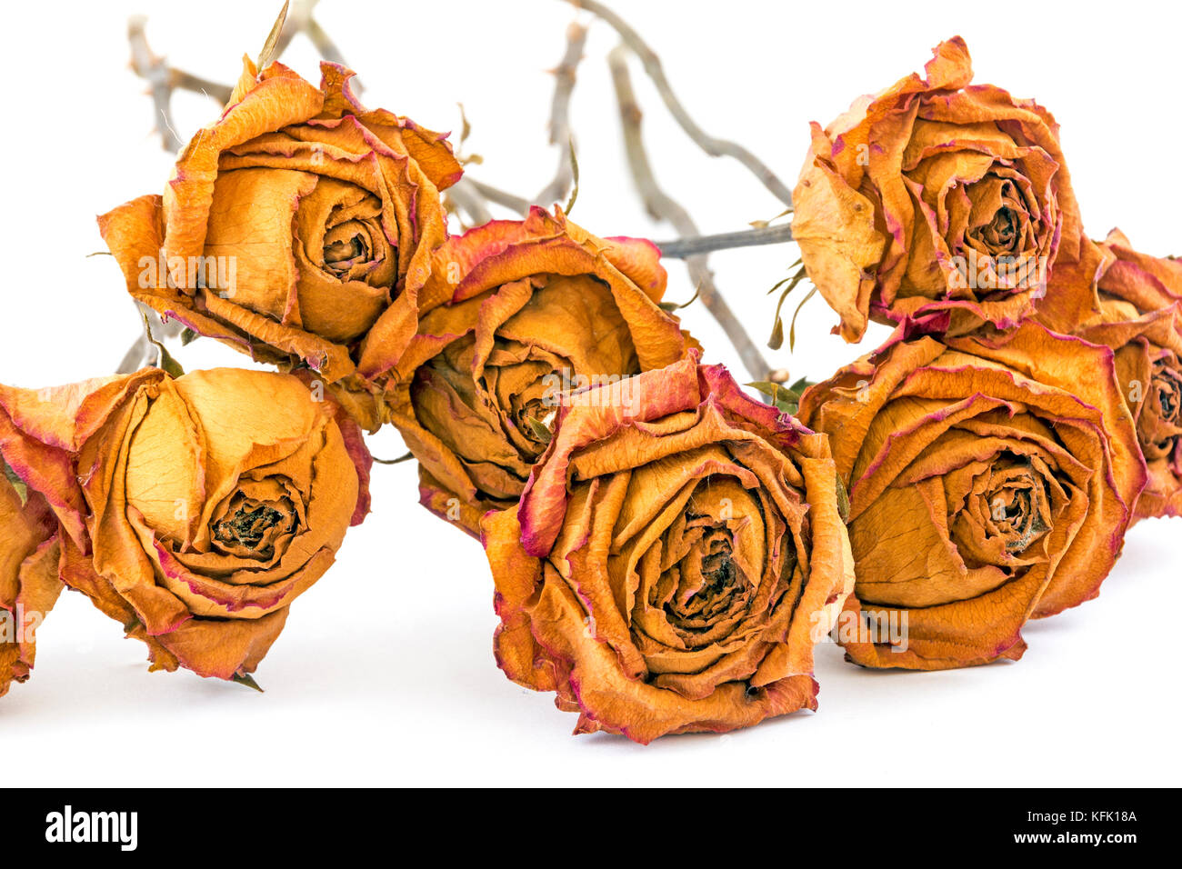 Memory concept studio shot collection of dead yellow roses of on white ...