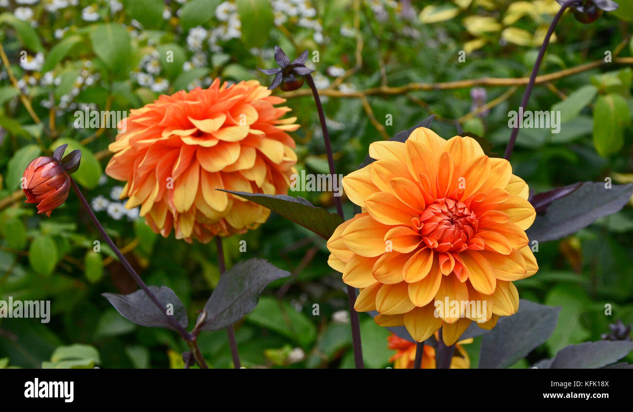 Dahlia 'David Howard' close up in a cottage garden Stock Photo - Alamy
