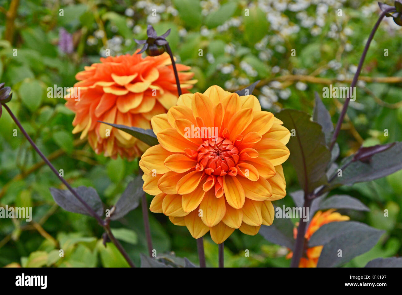 Dahlia 'David Howard' close up in a cottage garden Stock Photo - Alamy