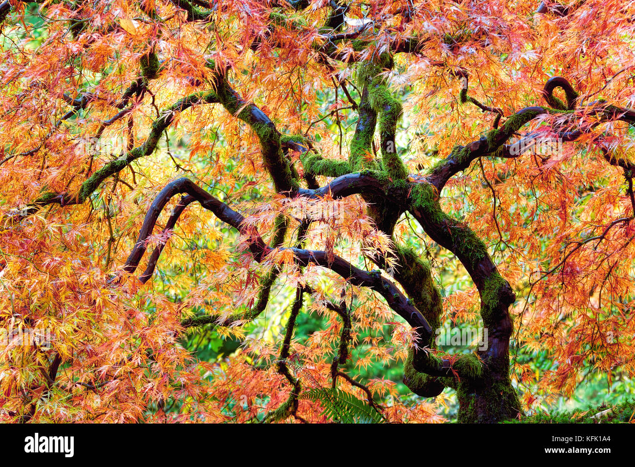 Summer Heat Stress On Japanese Maples Grangetto's Farm