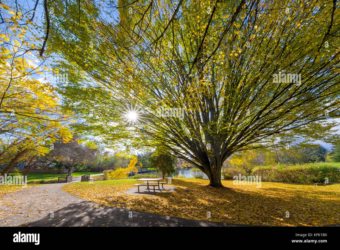 Big old tree at Commonwealth Lake Park in Beaverton Oregon with sun star burst during fall season Stock Photo