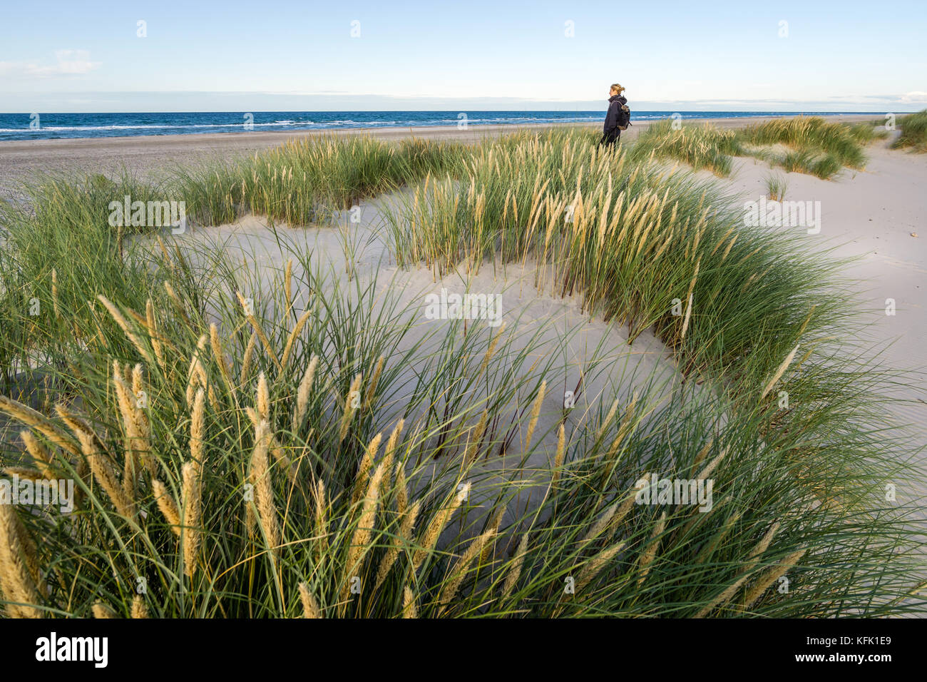 Young woman hiking in coastal dune grass at beach of North Sea. Stock Photo