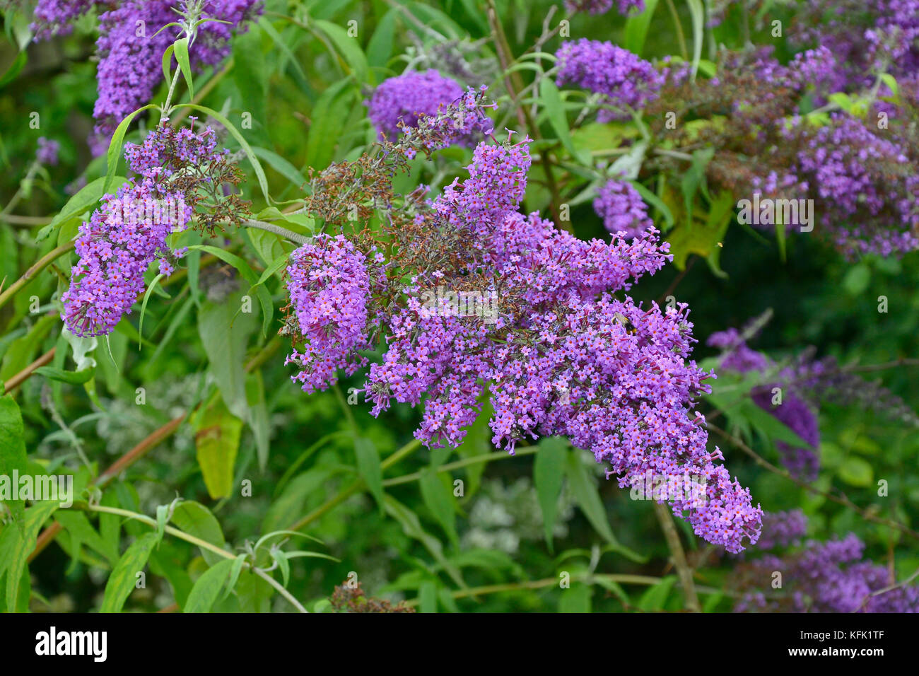 Close up of flowering Buddleja in a country garden Stock Photo