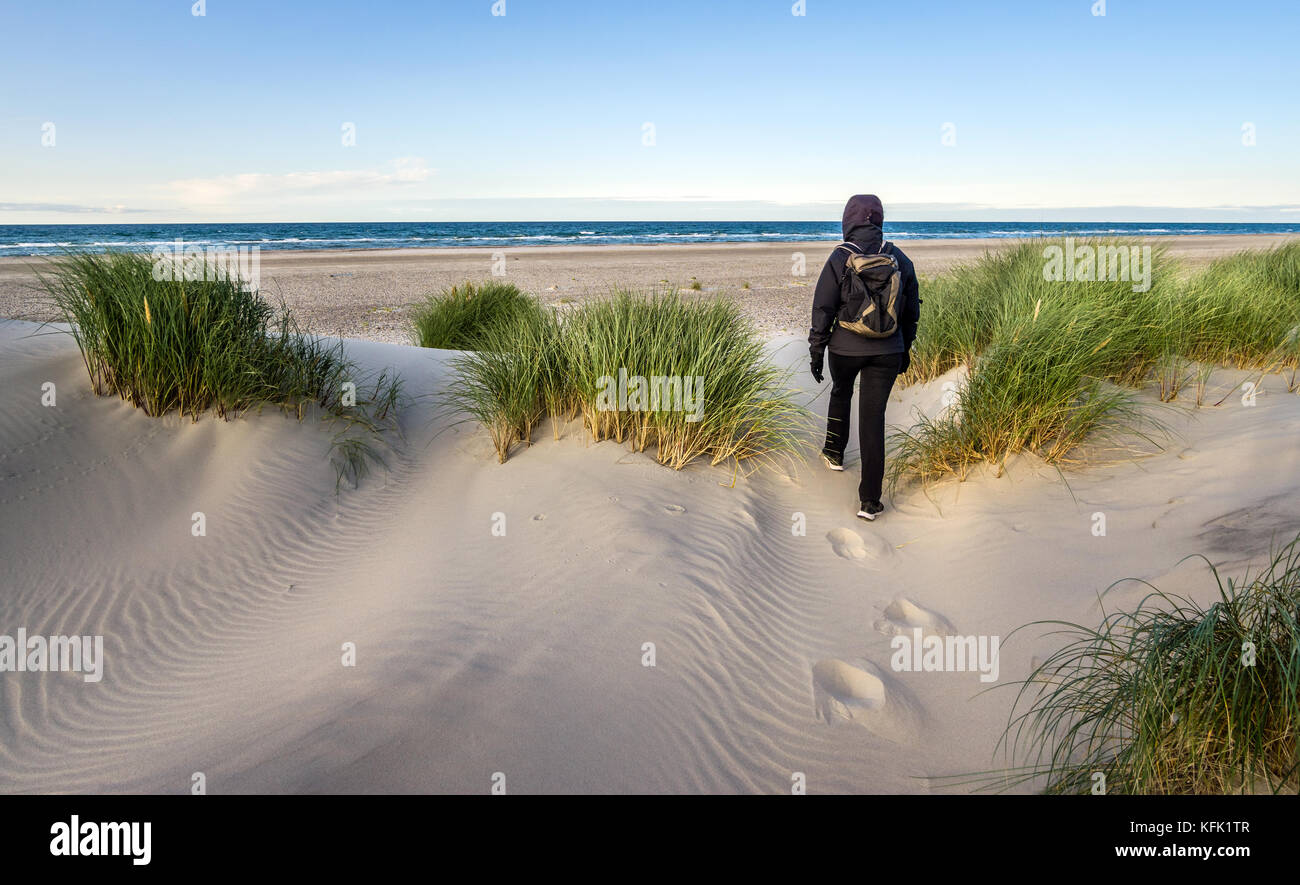 Woman hiking in windy coastal dune grass towards beach of North Sea. Stock Photo