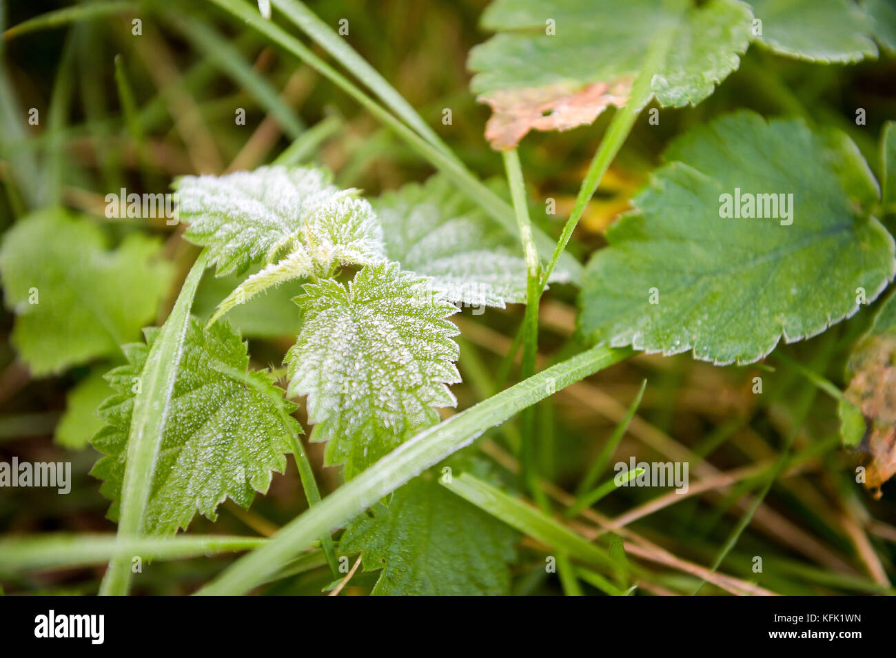 Frost on a nettle in Bristol, as many people have woken up to the first widespread frost of the season with temperatures in some places dipping below zero. Stock Photo
