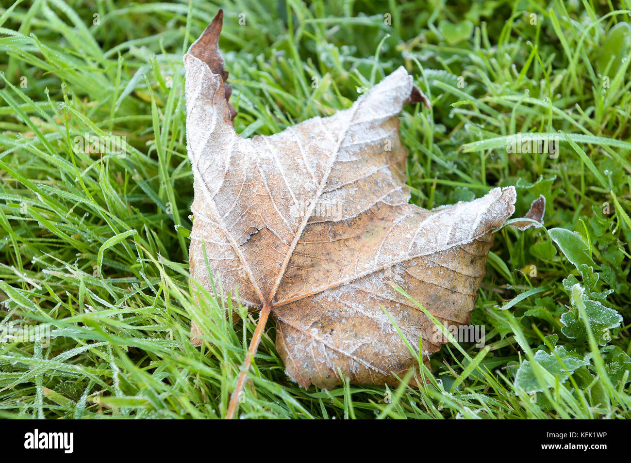 Frost on a fallen leaf in Bristol, as many people have woken up to the first widespread frost of the season with temperatures in some places dipping below zero. Stock Photo