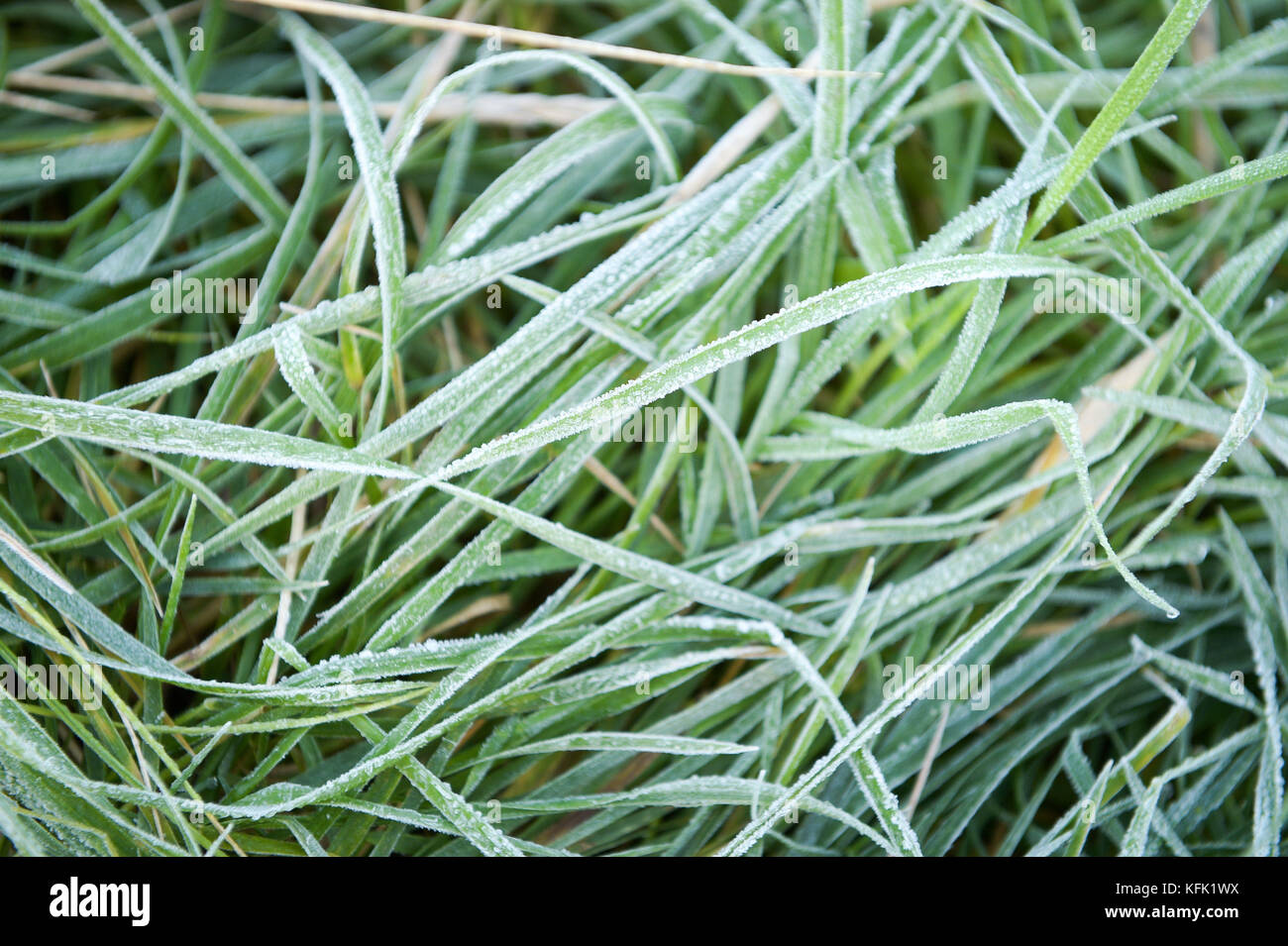 Frost on grass in Bristol, as many people have woken up to the first widespread frost of the season with temperatures in some places dipping below zero. Stock Photo