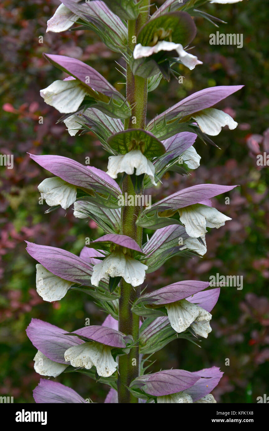 Acanthus spinosus in close up of a cottage garden Stock Photo