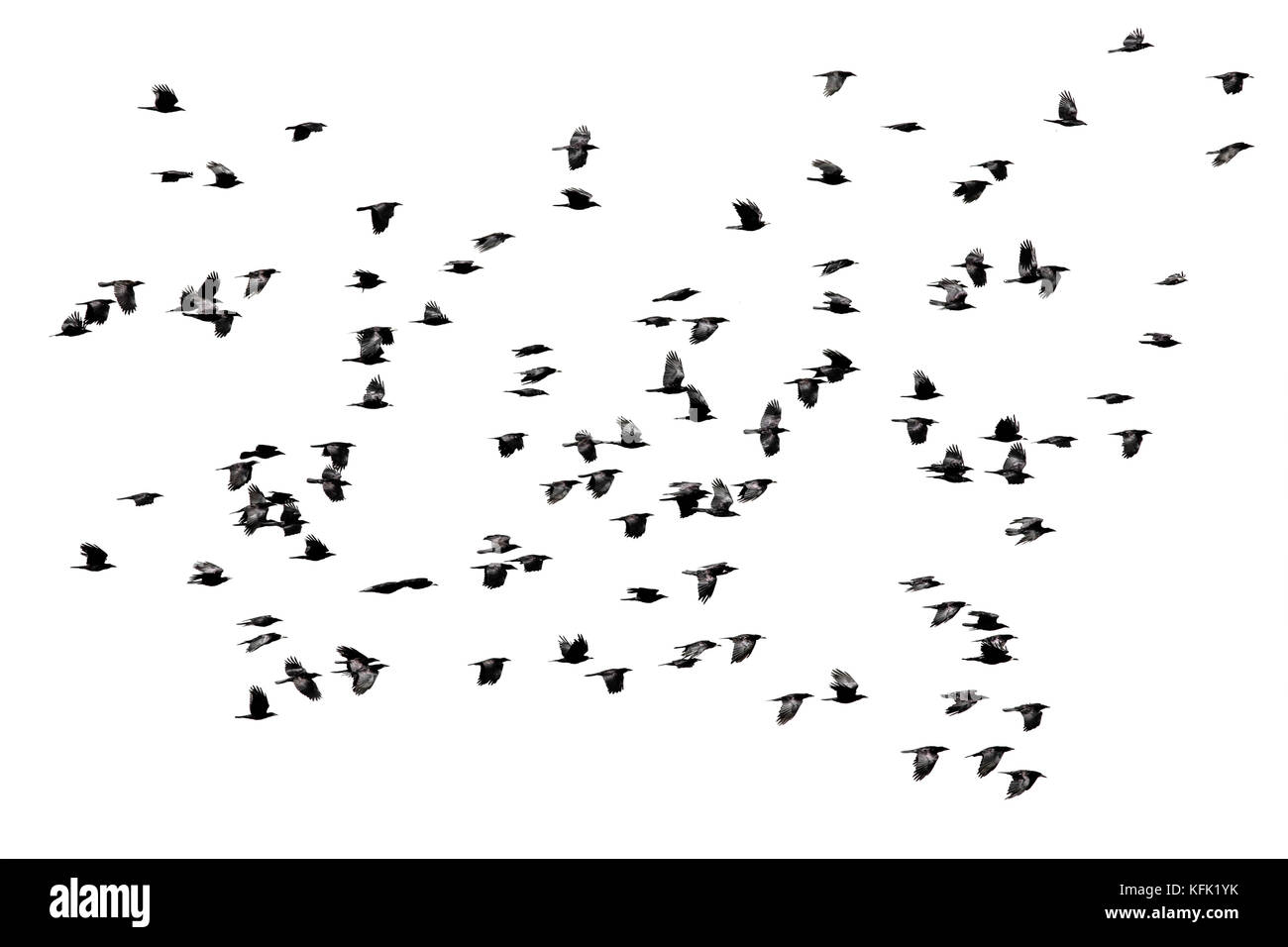 a flock of black crows flying wings spread on a white isolated ...