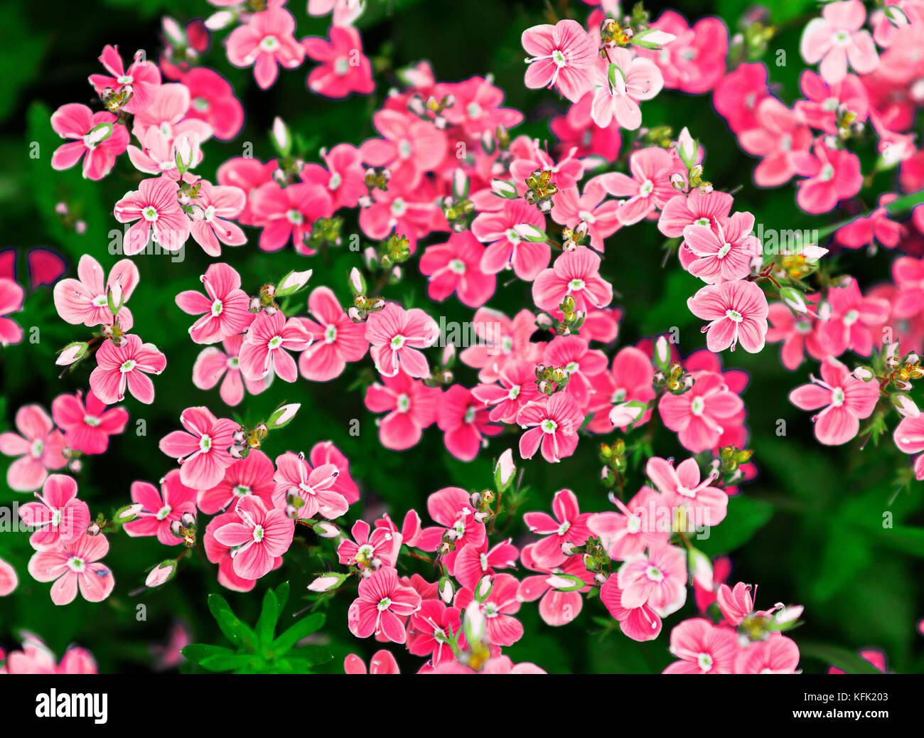 Beautiful meadow pink flowers hi-res stock photography and images - Alamy