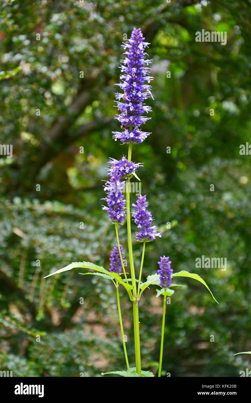 Black adder hires stock photography and images Alamy