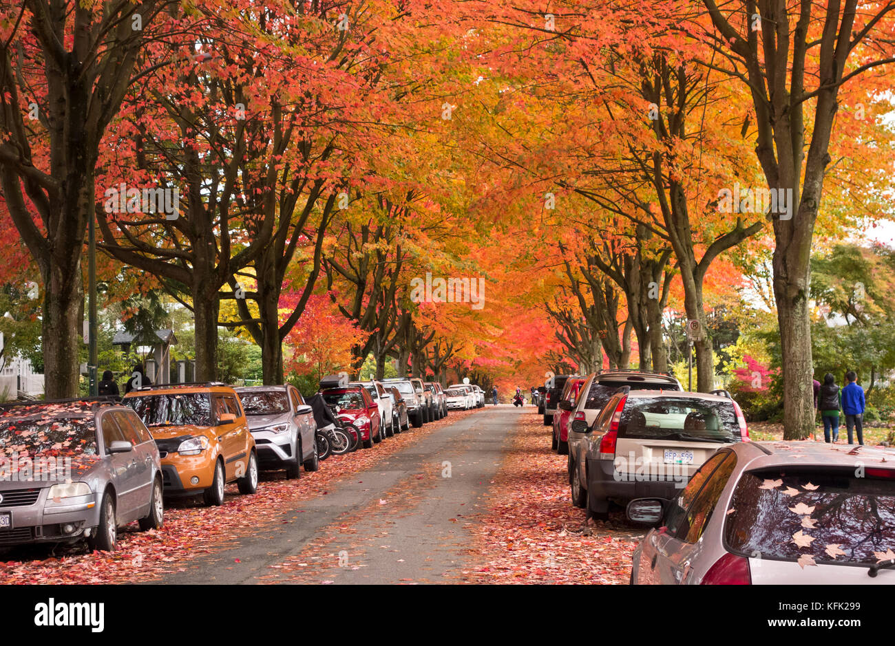 A Residential Street In Vancouver Canada With Beautiful Autumn Colours On The Trees Stock Photo Alamy